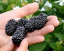 5 Prime-Ark Freedom Blackberry  Rubus Thornless Starter Plug picture
