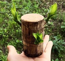 Brazilian Wood Plant Water Raise Mini Brazil Lucky Wood Potted Tree Indoor Decor picture