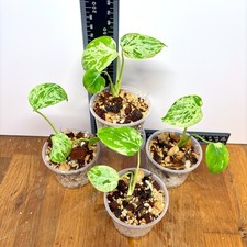 Bulbasaur Monstera deliciosa | High variegation starters | Rooted plants picture