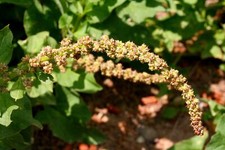 500 CHENOPODIUM BONUS-HENRICUS Seeds (Good-King-Henry) |  picture