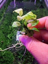 Anubias Nana Pinto Rare Live Aquarium Plant Rare Live Aquarium Plant picture