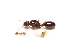 RARE Pavement Ants Tetramorium Immigrans Queen Colony W/ 1-5W Live Feeder Insect picture