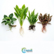 Live Aquarium Plants Essential Bundle 4 Pack Assorted Freshwater Plants picture
