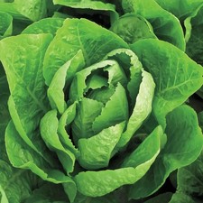Jericho Romaine Lettuce 700 Seeds, NON-GMO, picture