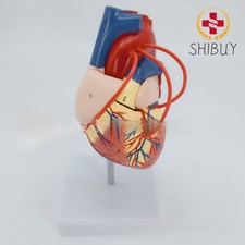 1:1 Life Size Human Heart Cardiac Anatomy Model picture
