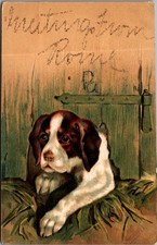 1907 Puppy Dog Postcard Huntington PA Posted Antique picture