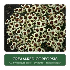 Cream-Red Coreopsis Live Plant Well Rooted picture