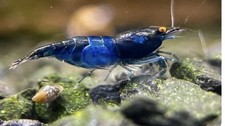 10+1 Orange Eye Blue Demon Neocaridina Shrimp picture