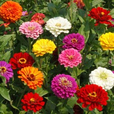250+ ZINNIA CALIFORNIA GIANT SEEDS NON - GMO FRESH FOR YOUR FLOWER GARDENS picture
