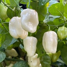 White Habanero Pepper Seeds (20) / Spicy / Super Rare / Florida / Non-GMO picture