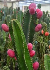 PERUVIAN APPLE CACTUS  (Cereus peruvianus ) ORGANIC 8-12