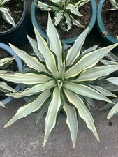 12-15cm Agave desmetiana White variegated gave succulent plant picture