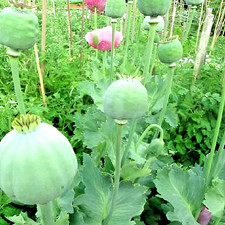 2,500 The Giant Rattle Papavear Somniferum Giganteum Poppy Seeds Huge Pods picture