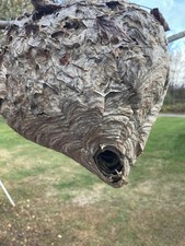 Hornets Nest/Rare Aerial Yellow Jackets Nest picture