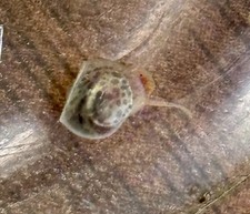 3 Live Freshwater Leopard Ramshorn Snails picture