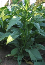 1000 Pennsylvania Red Tobacco Seeds ~ Heirloom ~ Full Flavored Tobacco ~ Non-GMO picture