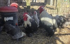 6++ Silver Penciled Bobtail Cochin Bantam Eggs picture