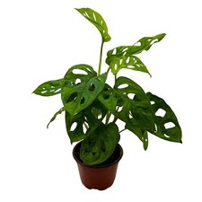 Monstera Adansonii, Swiss Cheese Plant, in a 4 inch pot, split-leaf philodendron picture