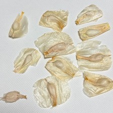 Welwitschia Mirabilis 2026seeds5/20/50/100/300pcs picture