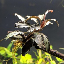 Bucephalandra Godzilla Buce Godzilla Easy Live Aquarium Plant BUY 2 GET 1 FREE  picture