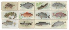 c1910s T58 Sweet Caporal Tobacco Cards - Fish Series - 12 Different Buy 1 or All picture