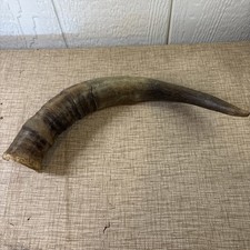 One STEER HORN 13 Inch POLISHED BULL COW Decoration Crafts Great Color  picture