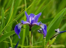 25 WILD BLUE IRIS SEEDS | SALES  NON GMO picture