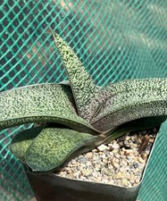 Gasteria batesiana hybrid super chunky Succulent Cactus Plant picture