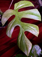 Rare Rhaphidophora Tetrasperma White Snow 15