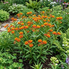 BLOOD FLOWER SCARLET MILKWEED Asclepias Curassavica - 2,500 Bulk Seeds picture