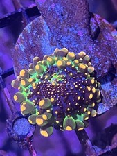 LPS WYSIWYG OG Godzilla mushroom Coral picture
