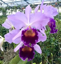 Cattleya Dinard 'Blue Heaven' picture