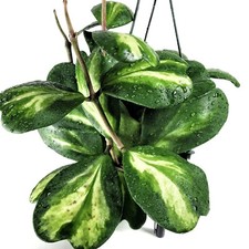 Hoya Kerrii Reverse Variegated bare roots - Heart shape leaves - CA Seller picture