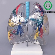 PVC 20*15*34cm  Clear Lung Segment Anatomy  Model picture