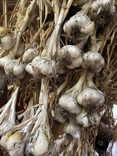 2+ lb Elephant Garlic Bulbs picture