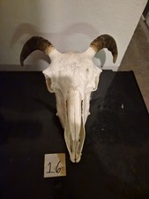 Goat Skull picture