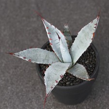 10CM Agave sp.Kutsugen-no-Maiougi Agavaceae Succulent Agave Plant Home Garden picture