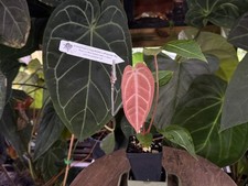 Anthurium [(crystallinum x magnificum) x aff besseae] x (
