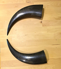 Vintage Engraved Powder Horns, Muzzleloader, Panay Philippines 1934/1935 picture