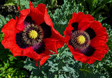 1,000 Turkish Red Poppy Seeds - P. Somniferum - Giant Scarlet Red Blooms picture