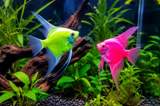 2-Pack Starfire Red & Electric Green Angelfish 1.5-2 Inch Live Freshwater Fish picture