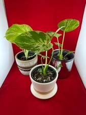 Monstera Bulbasaur Variegated Houseplant Aroid Live Plant 4” pot picture