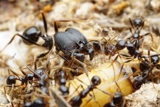 TEST TUBE FOR PHEIDOLE RHEA  10-15W LARGEST BIG HEADED ANTS IN THE WHOLE WORLD picture