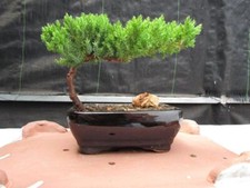 Juniper Bonsai Tree - Small picture