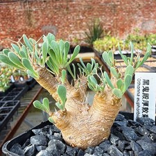 1PCS 6-7cm Seedgrowth Othonna Euphorbioides Caudex Cactis Garden Rare Planting picture
