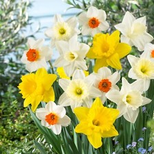 Garden State Bulb Naturalizing Mixed Daffodil Flower Bulbs, 12/14cm picture