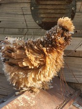 Silkie Hatching Eggs Mille Fleur 6 Showgirl Frizzle NPIP & AI  picture