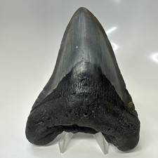 Megalodon Shark Tooth 4.95 Inch - Beautiful - Huge Fossil - Authentic 20725 picture