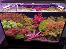 live aquarium plants 40 Stems Live Aquarium Plants PackAge Gorgeous picture