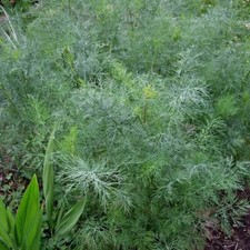 Dukat Dill Seeds | 500 Seeds | Heirloom / Non-GMO |  | 1146 picture